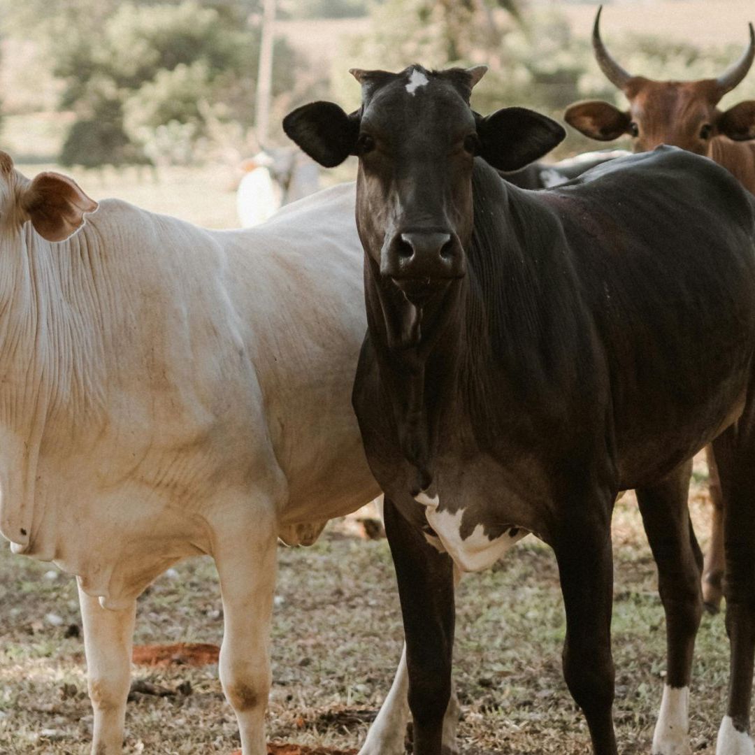 685 Casos de Gusano Barrenador en Puebla Ganado Personas Mascotas Agricultura y Desarrollo Rural 2026